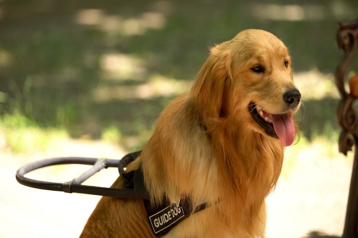 犬の足の裏は人間の靴底よりも清潔という研究結果