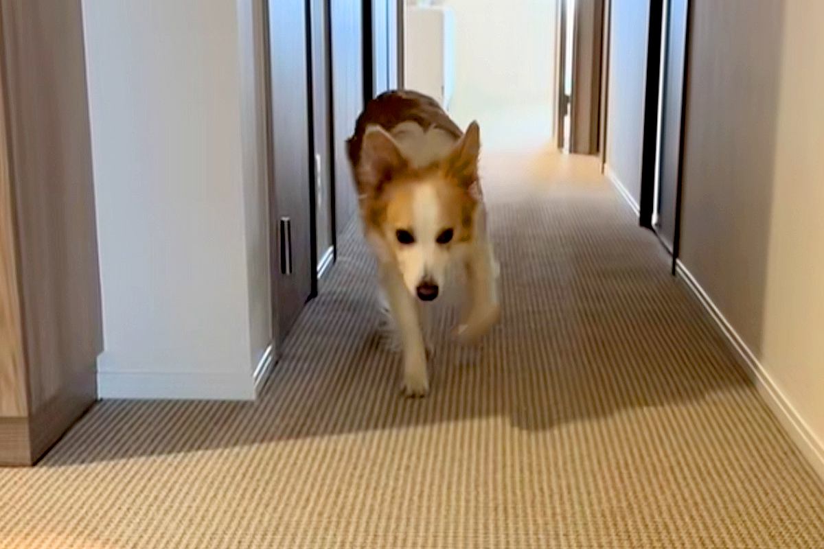 出かけようとすると『足が痛い』と訴えてくる犬→仕方なく家の中に戻った結果…『まさかの光景』に爆笑続々「完全に仮病で草」「頭良すぎｗｗ」