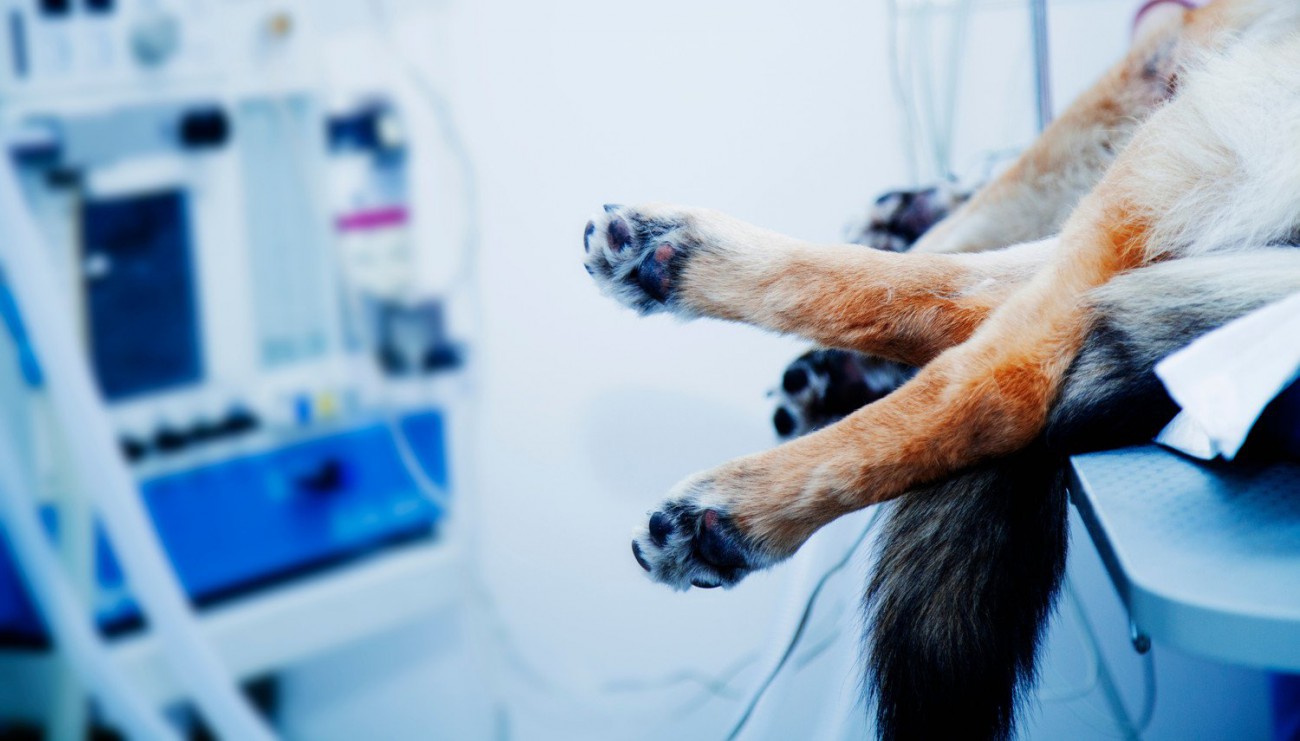 なぜ子犬と老犬は麻酔リスクが高い？年齢が手術に与える影響について【獣医が解説】