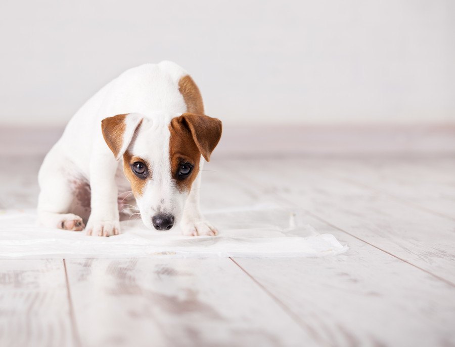 犬がトイレでぐるぐる回るときの心理４つ