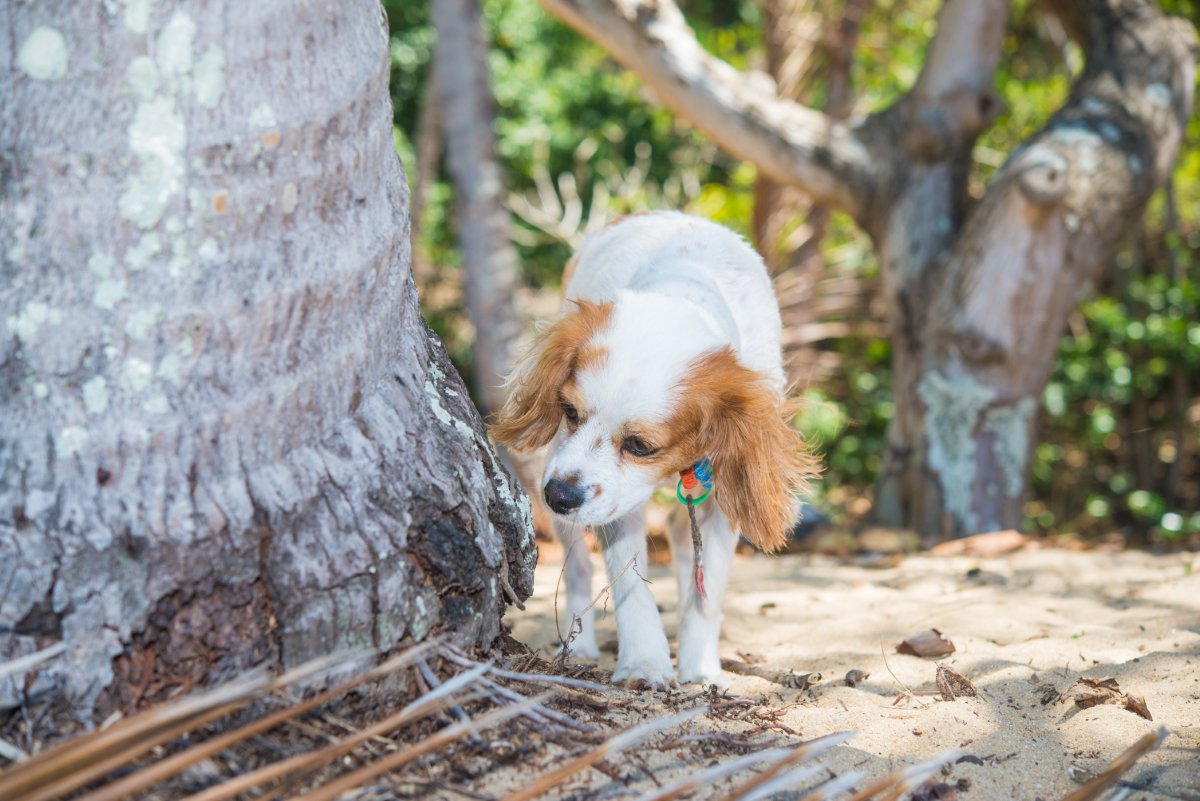 犬が『マーキング』をしてしまう理由5つ　主な原因や止めさせる方法までご紹介