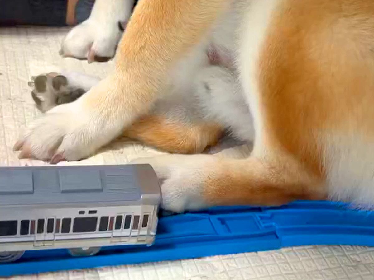 『脱線事故を起こす柴犬』電車のおもちゃで遊ぶ小さな男の子→無慈悲すぎる『邪魔の仕方』が11万表示「仕方ないｗｗ」「可愛すぎるあんよ」