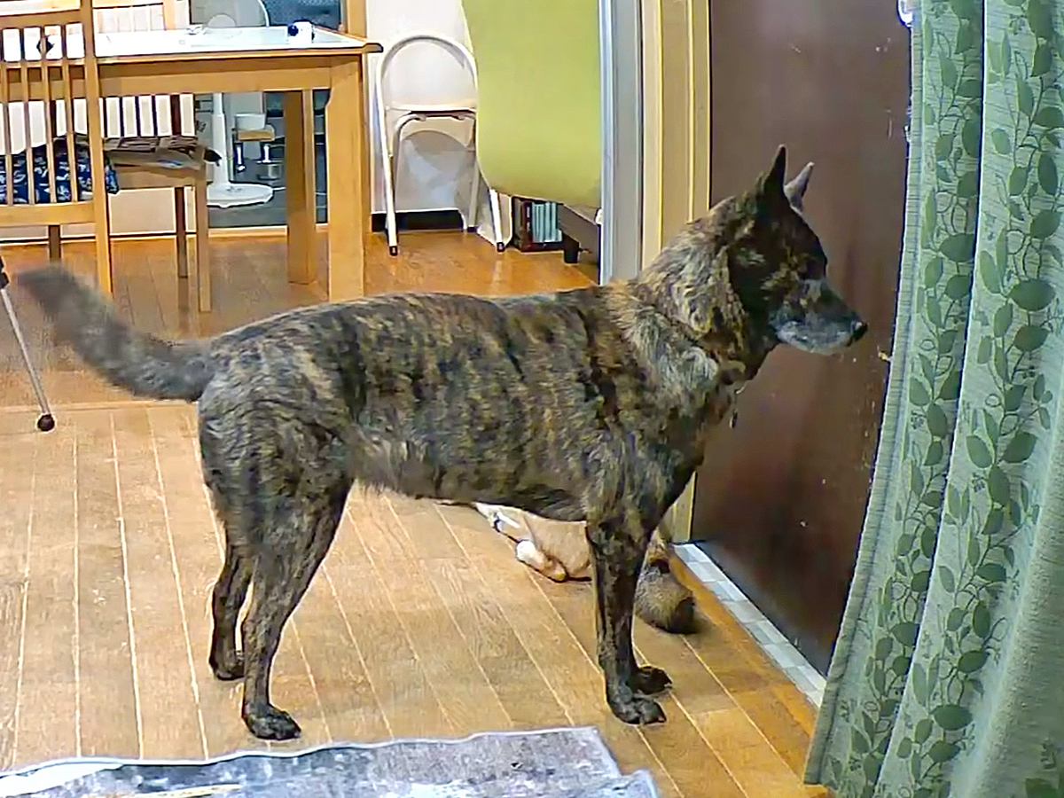 家に『家族じゃない人』が侵入したら、犬はどうするのか検証→吠えるのかと思いきや…『想定外の反応』が22万再生「めちゃくちゃ頭いいな」