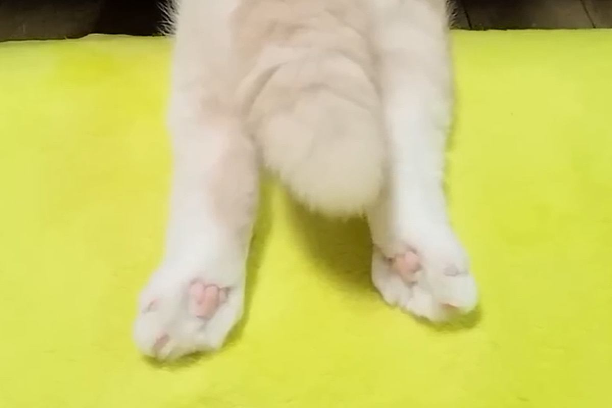 ハスキー犬が『ぬいぐるみを可愛がった』結果→大好きな猫がヤキモチを妬いて…想像以上の『拗ね方』が21万再生「可愛すぎるｗ」「ほっこりした」