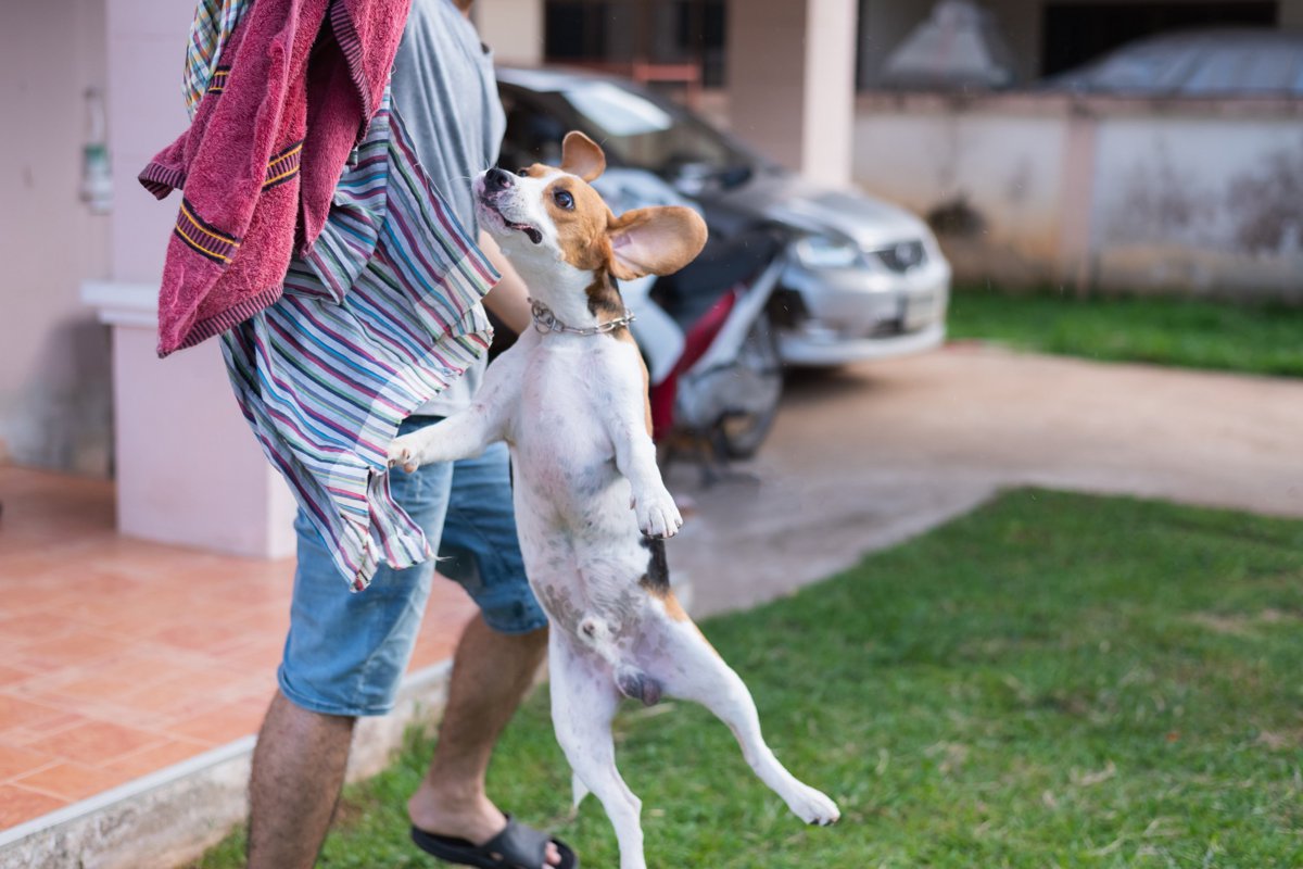 犬のジャンプや飛びつきは危険？やめさせるメリットとしつけ方を紹介