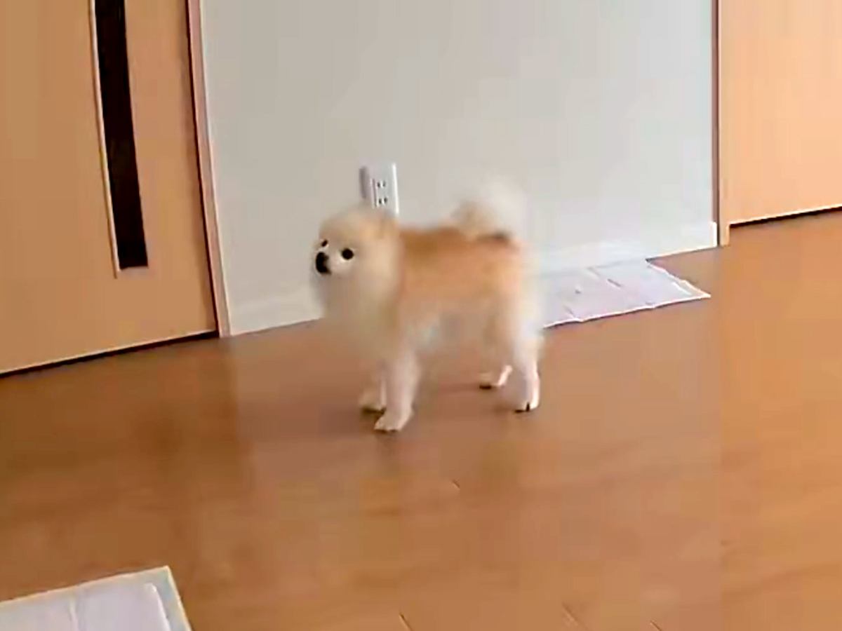 普段は全く吠えない犬→留守番に見守りカメラを覗いてみたら…『切なすぎる光景』が6万表示「あぁ、つらい…」「私が一緒に居てあげたい」の声