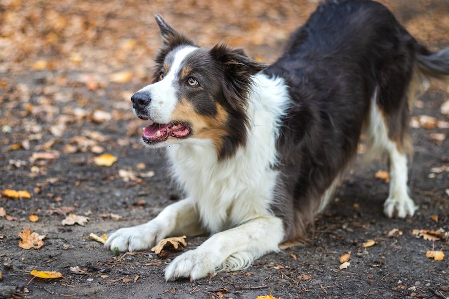 犬が何かに興味を持った時の仕草や行動５つ