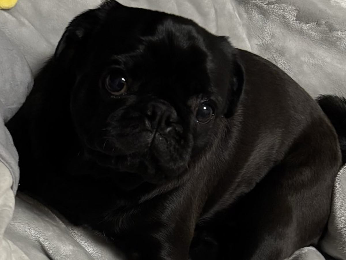 腰痛で寝ていた飼い主→目が覚めると、犬が…泣けてくる『優しさに溢れた行動』に3万いいね集まる「何往復もしたと思うと…」「優しい子」と絶賛