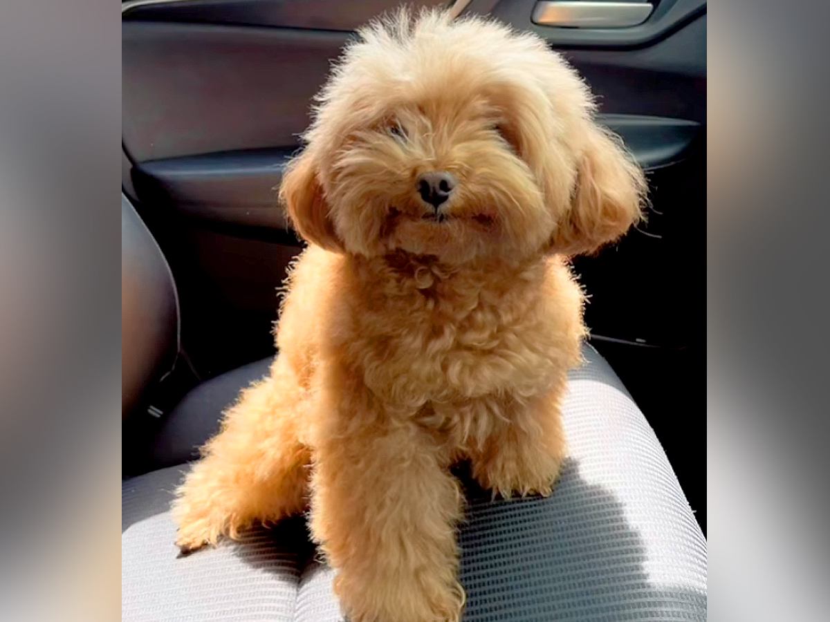 毛がもふもふに伸びた犬→『羊カットにしてほしい』とオーダーした結果…想像の上をいく『まさかの光景』が533万再生「ある意味完璧ｗ」と反響