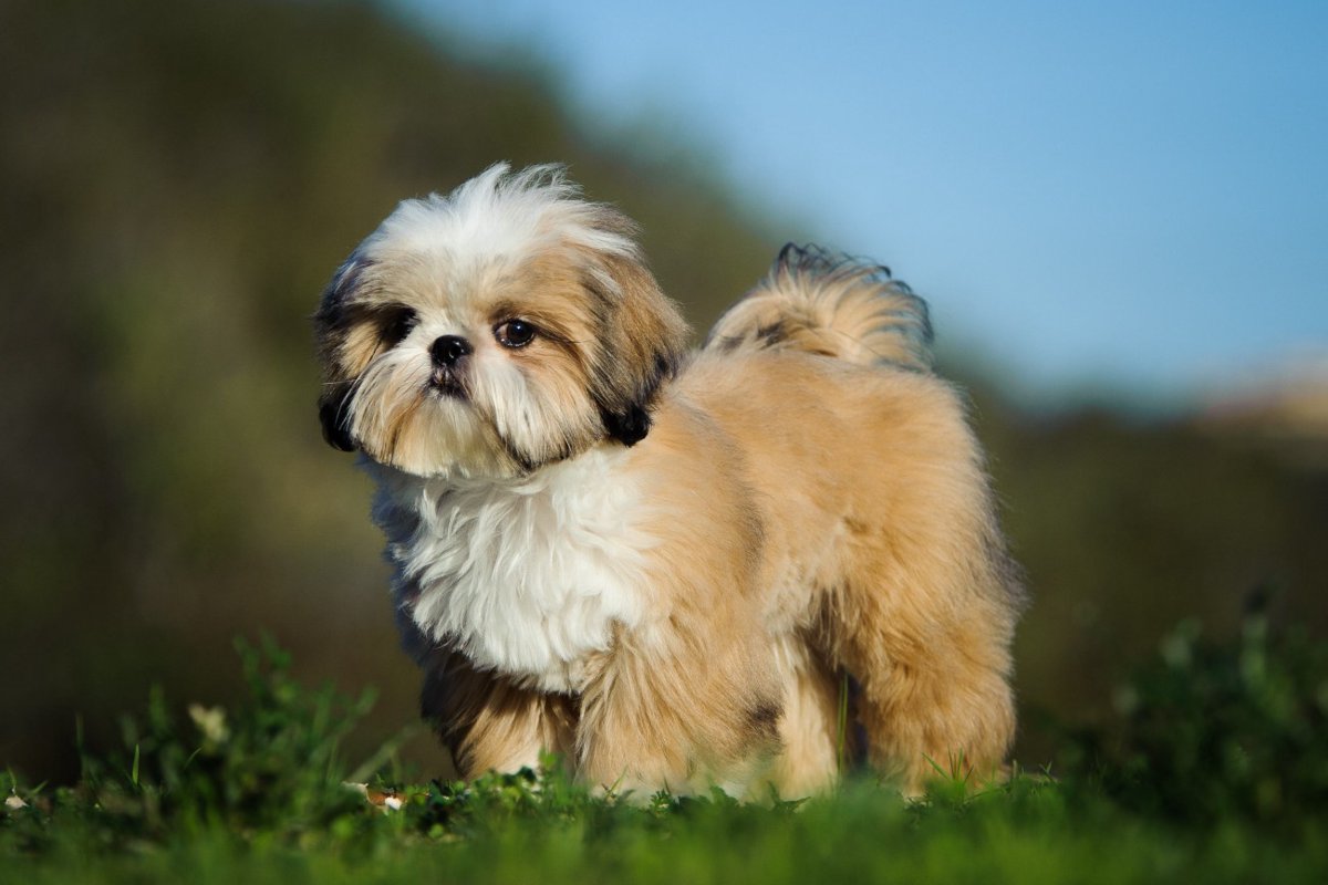 【獣医師監修】シーズーってどんな犬種？特徴と性格や飼い方・価格相場まで解説