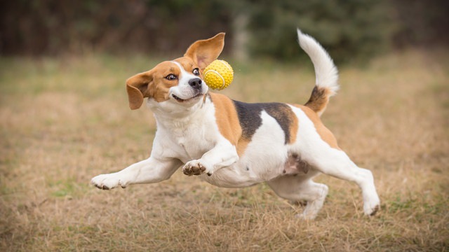 犬の体温はなぜ高いのか？