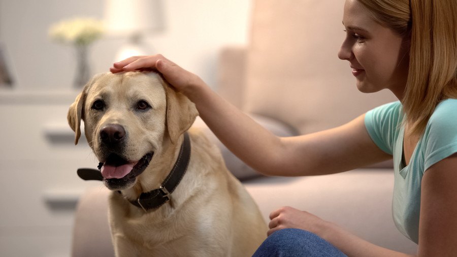 犬が言うことを聞いてくれない時の心理３つ！無理に強要するのはNG！