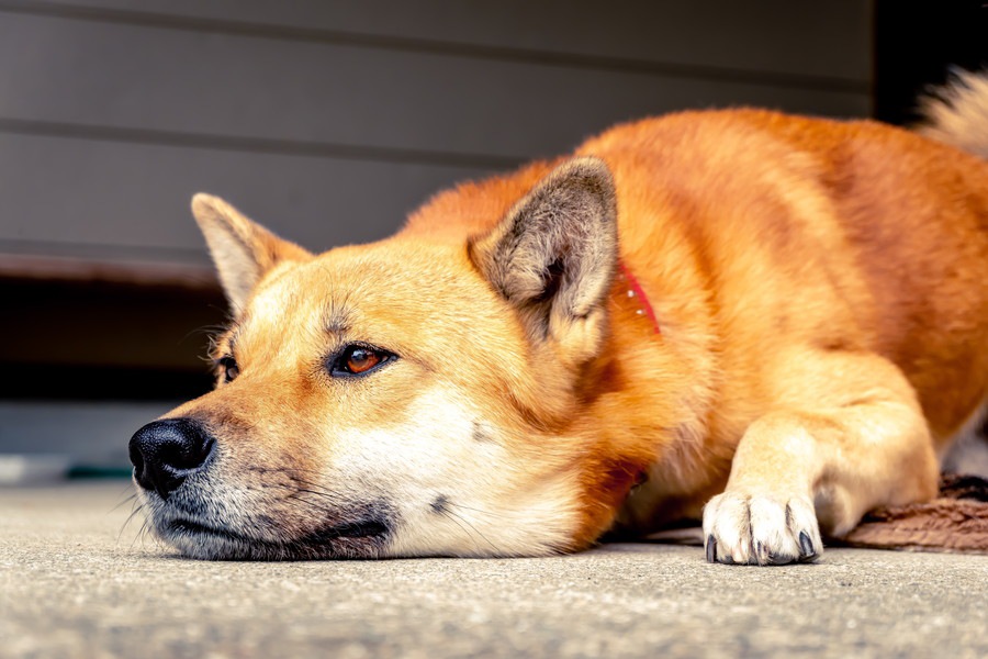 犬や猫を保護しすぎてしまう人の問題点とアニマルホーダーの存在