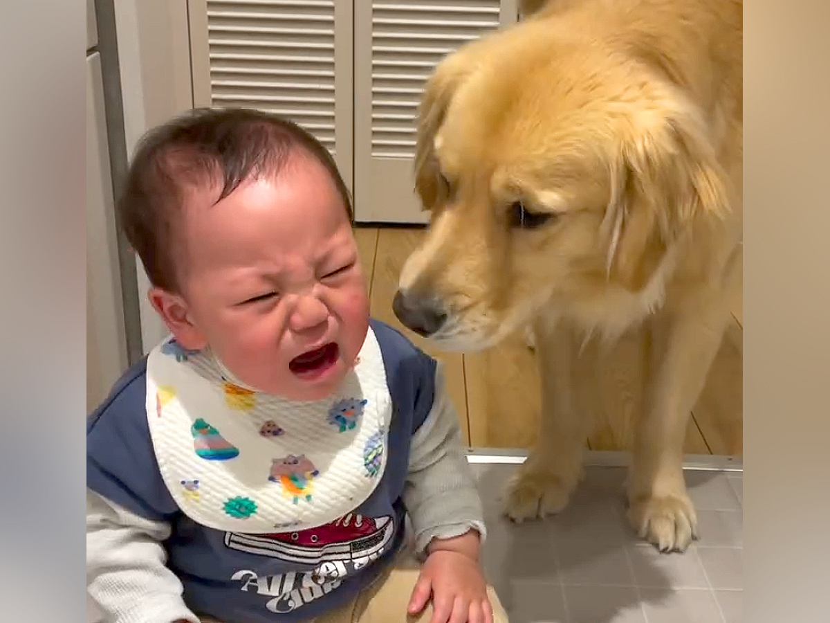 空腹で泣く赤ちゃん→大型犬が一生懸命に慰めようと…とんでもなく尊い光景が泣けると152万再生「なんて愛情深い子」「優しいお兄さん」と絶賛