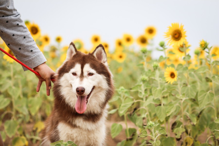 夏に潜む犬にとっての危険５つ