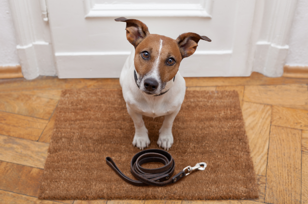 【ある日突然？もともと？】お散歩嫌いな愛犬をお散歩好きに♪