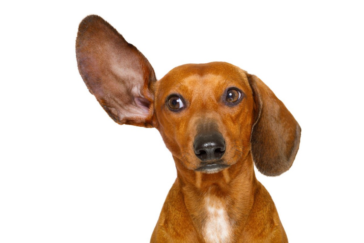 騒がしい環境は犬の学習にどのくらい影響するかという研究結果