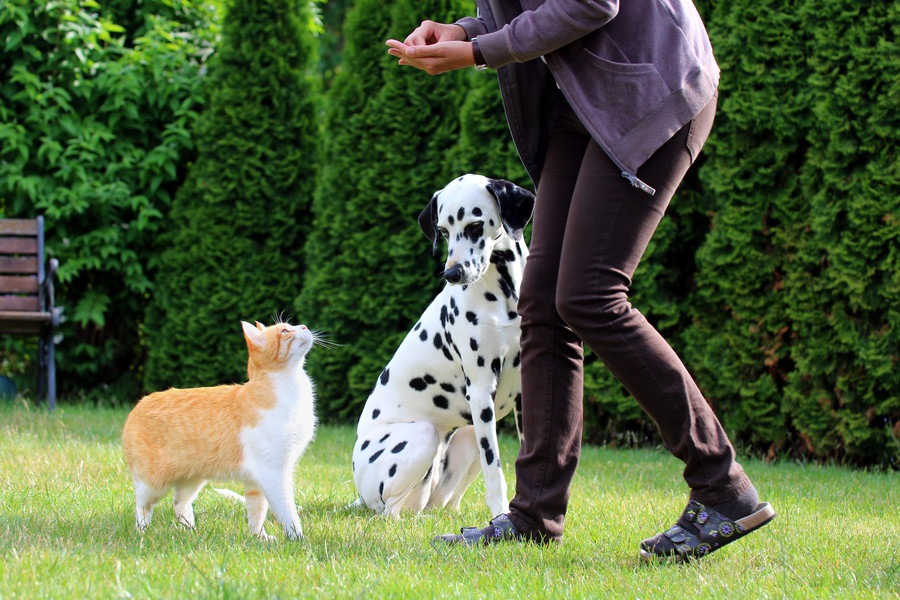 愛犬が嫉妬する５つのこと