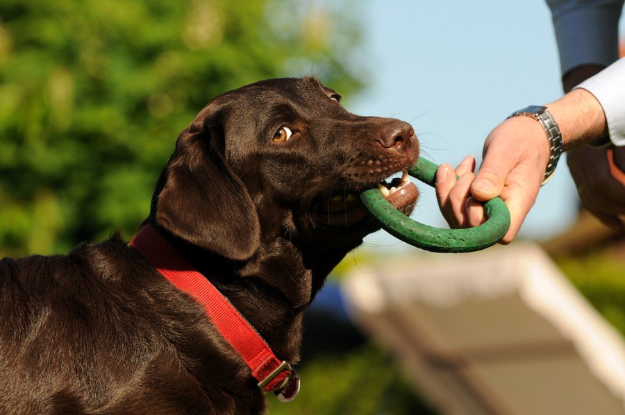 犬は飼い主の好みを理解して尊重してくれるだろうか？【研究結果】