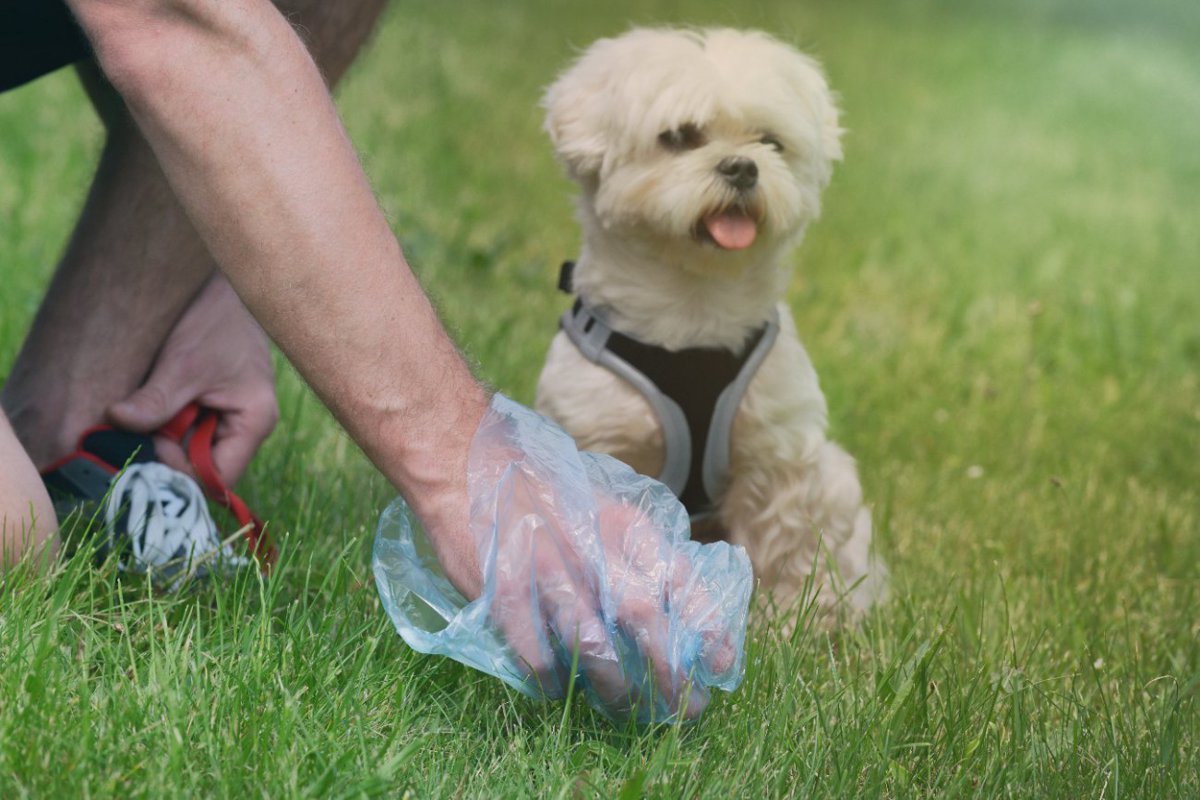 犬のウンチにおける『4つの勘違い』 正しい知識で愛犬と健康的な暮らしを