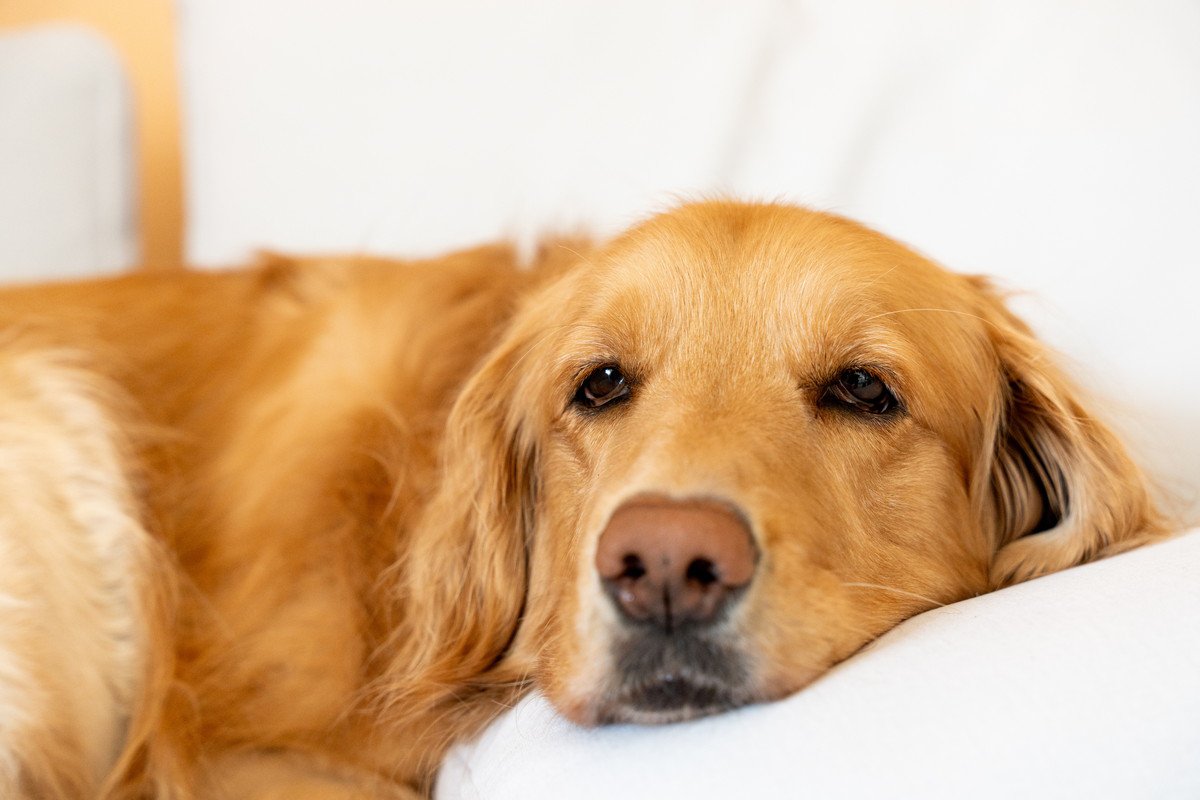 犬がおとなしくしている時の6つの心理とは　大はしゃぎしている時との違いや注意点までご紹介