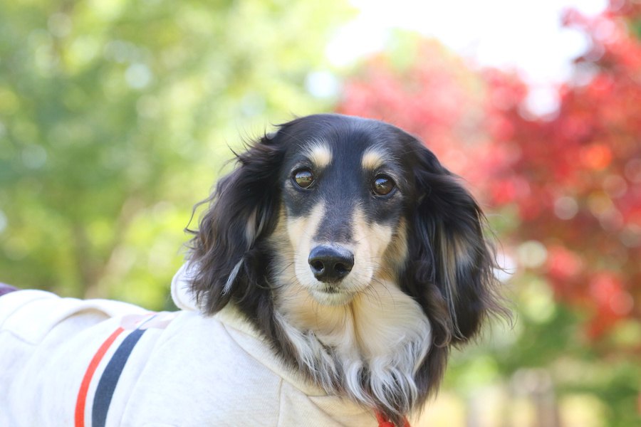 垂れ耳の犬種4選！それぞれの特徴や性格から飼う際の注意点まで