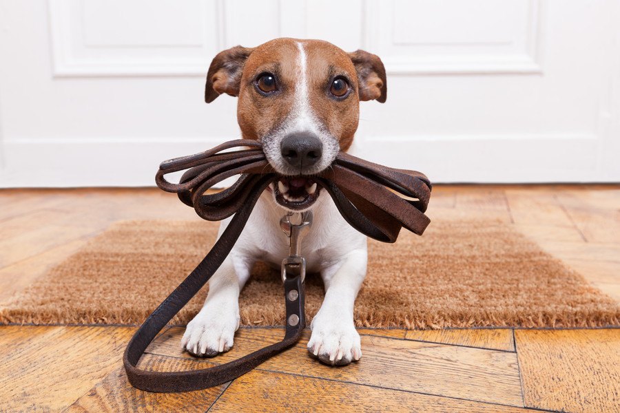 犬の散歩コースは毎日同じほうがいいの？