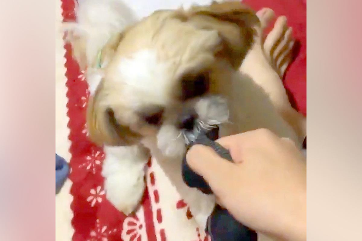 子犬との『引っ張り合い』を撮影した結果→『楽しそうだな』と思った、次の瞬間…まさかの展開に3万いいね「AI疑われるレベルｗ」「良い蹴りだ」