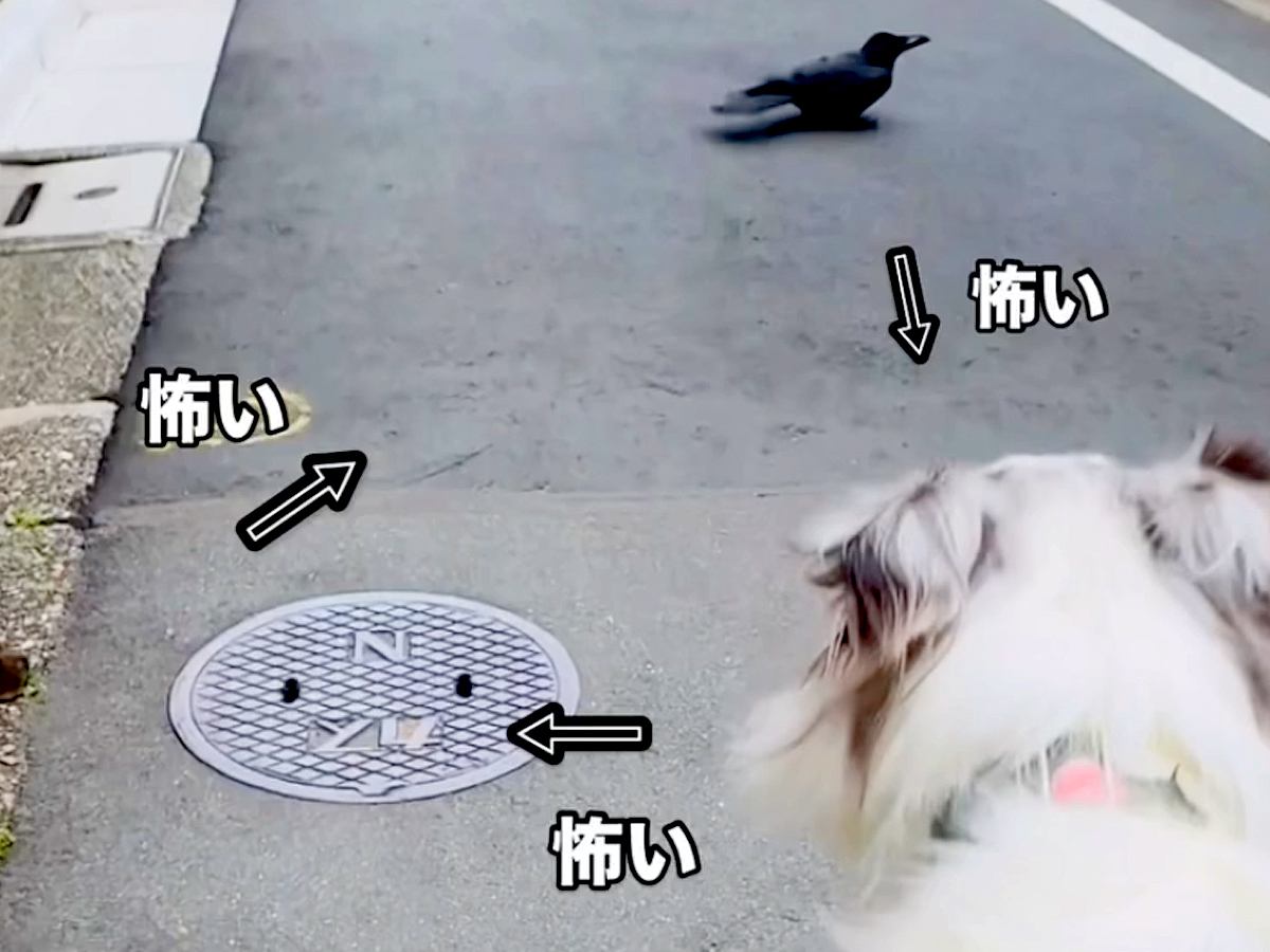 お散歩中の犬がネズミと遭遇→突然カラスも現れて...身動きが取れない『まさかの光景』が14万再生「かわいくて笑った」「吹いたｗ」と反響