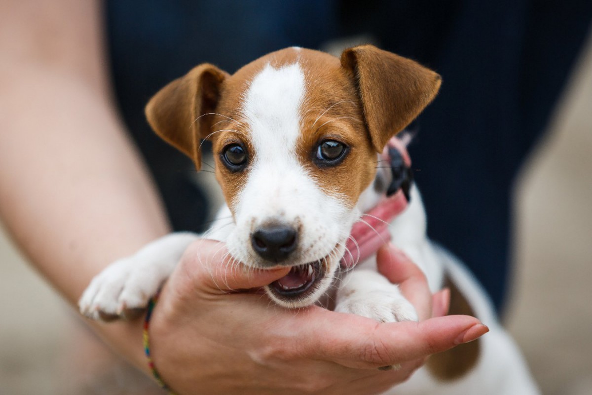 犬が飼い主を噛んでくる心理6つ！甘噛みや本気噛みでも気持ちを表現している