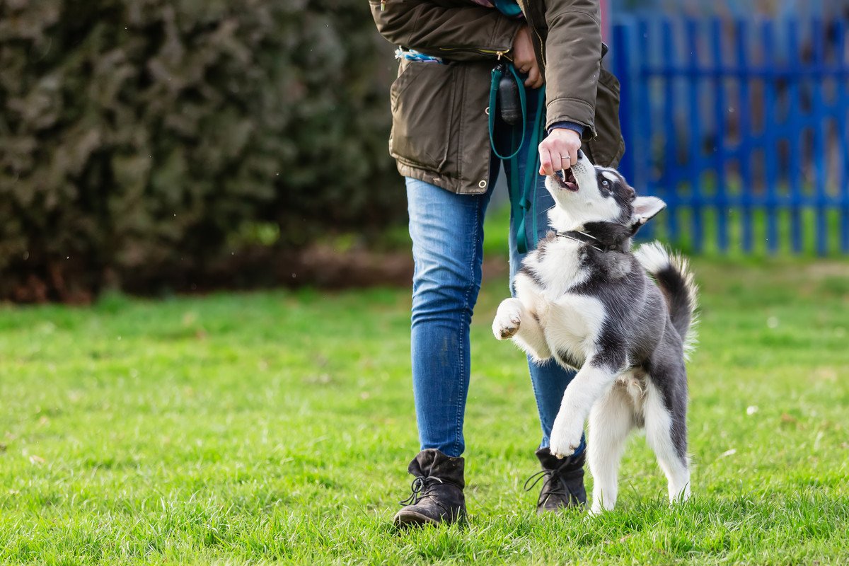 愛犬が最期まで健やかに生きるために！飼い主にできる5つのこと