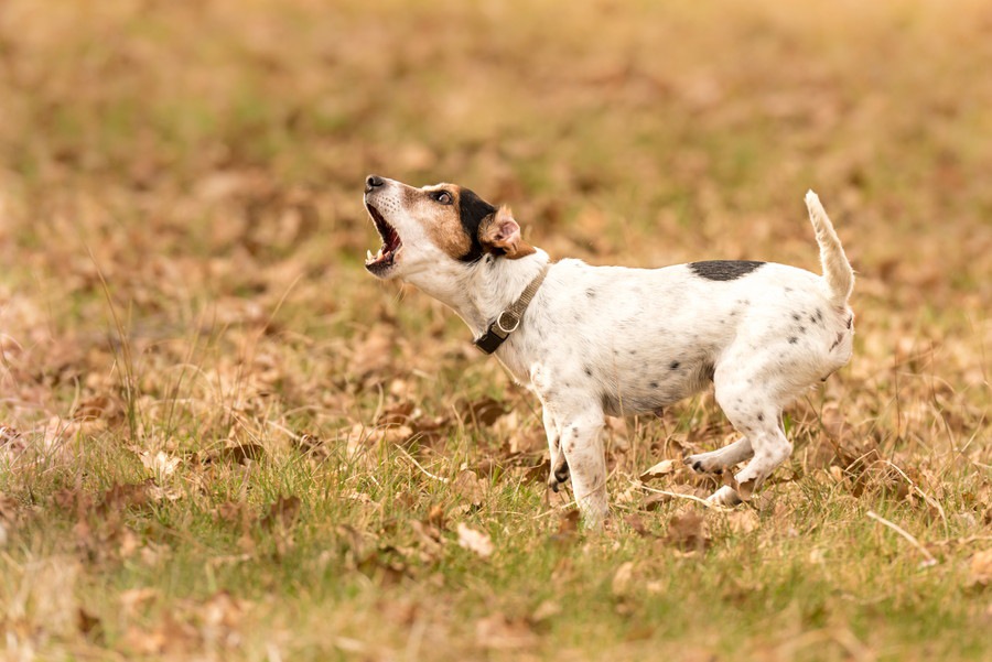 犬が飼い主以外に吠えてしまう主な理由とやめさせる方法について