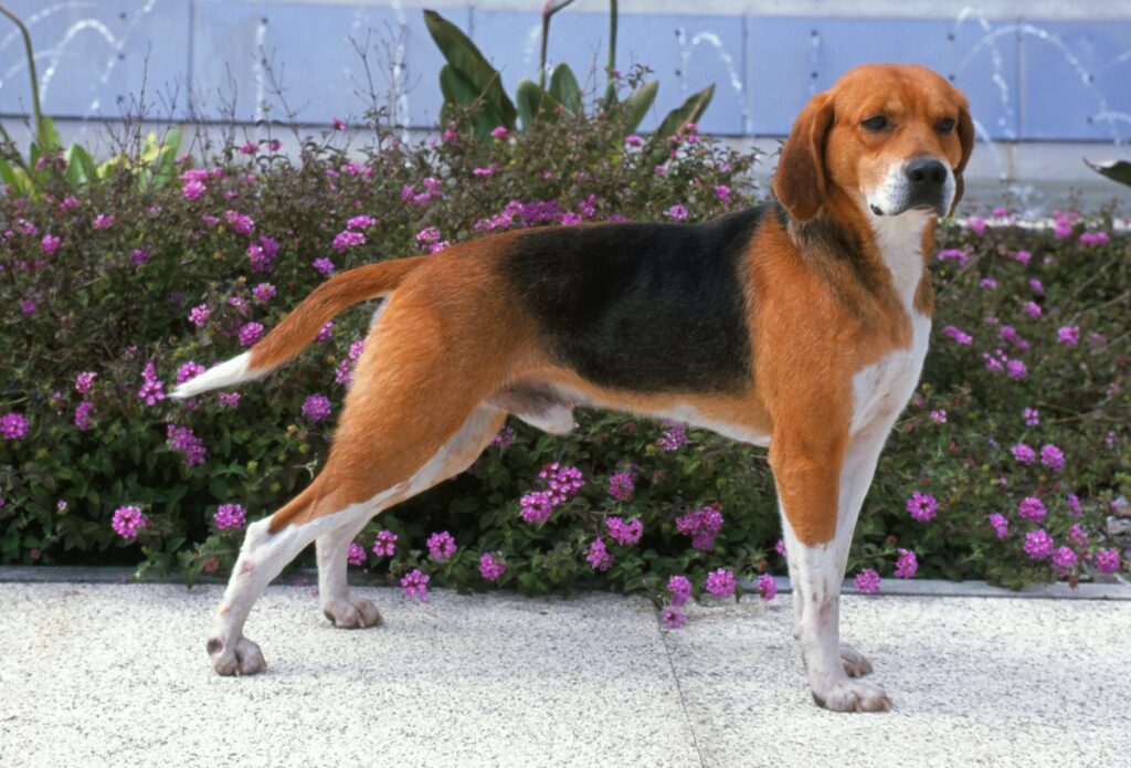 【獣医師監修】ハリアってどんな犬種？特徴と性格や飼い方・価格相場まで解説