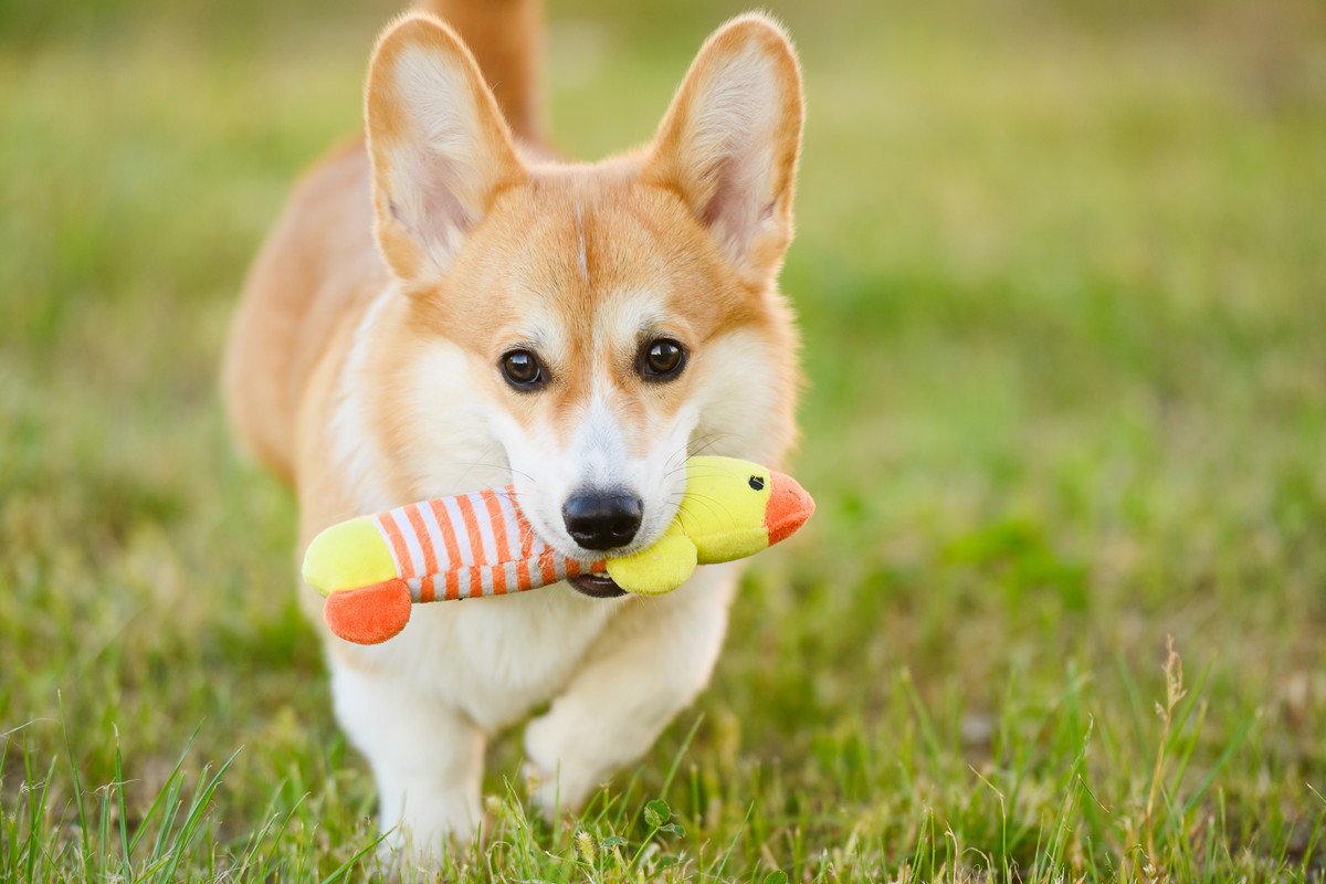 犬をより幸せにさせる『暮らしのヒント』4つ　愛犬が快適に過ごせるように心がけるべきこと