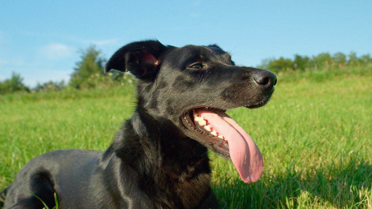 犬の『呼吸が早い』時に考えられる原因4選！病気になっている可能性は？