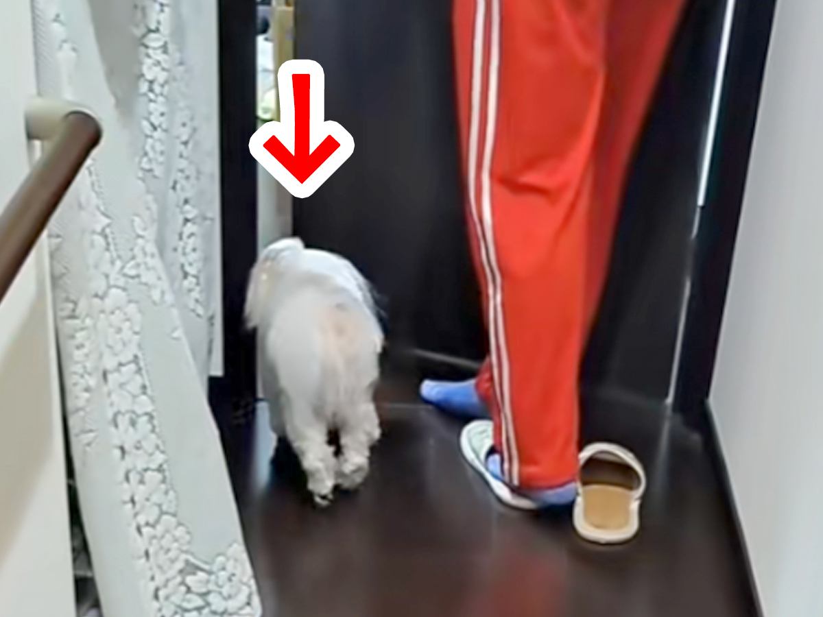 息子の部屋に犬が連れていかれた結果→出てきた瞬間…まさかの『衝撃の変貌』が239万再生「ドラゴンボールで草」「不良になって戻ってきたｗ」