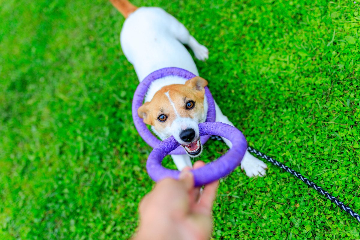 「安易に飼ってはいけない犬種」4選！飼育難易度が高いと言われる理由と飼っている人の声を解説