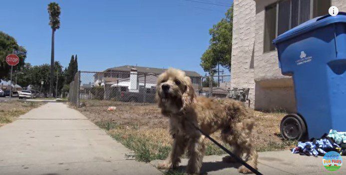 野良のコッカ―スパニエルを保護。その犬の目はチェリーアイだった