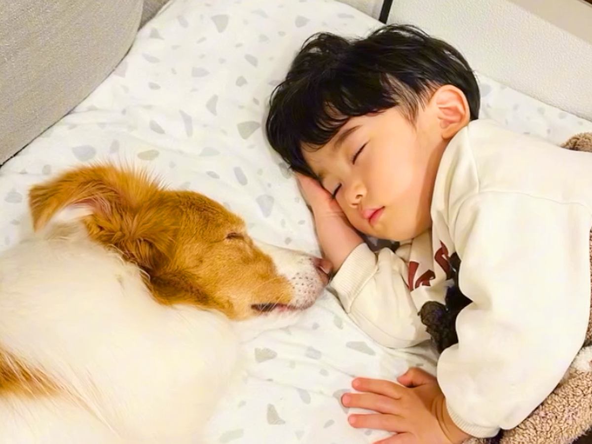 ちいさな男の子が眠りそうになったら、犬が…ほっこりが止まらない『尊すぎる寝かしつけ』が32万再生「癒し効果絶大」「なんて幸せなの」と絶賛