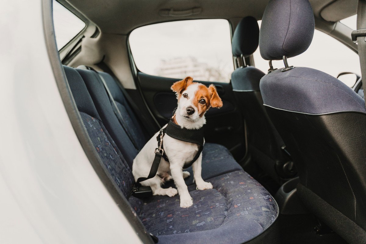 犬が車の中で『ソワソワする』理由４つ　愛犬にリラックスしてもらうために飼い主ができること