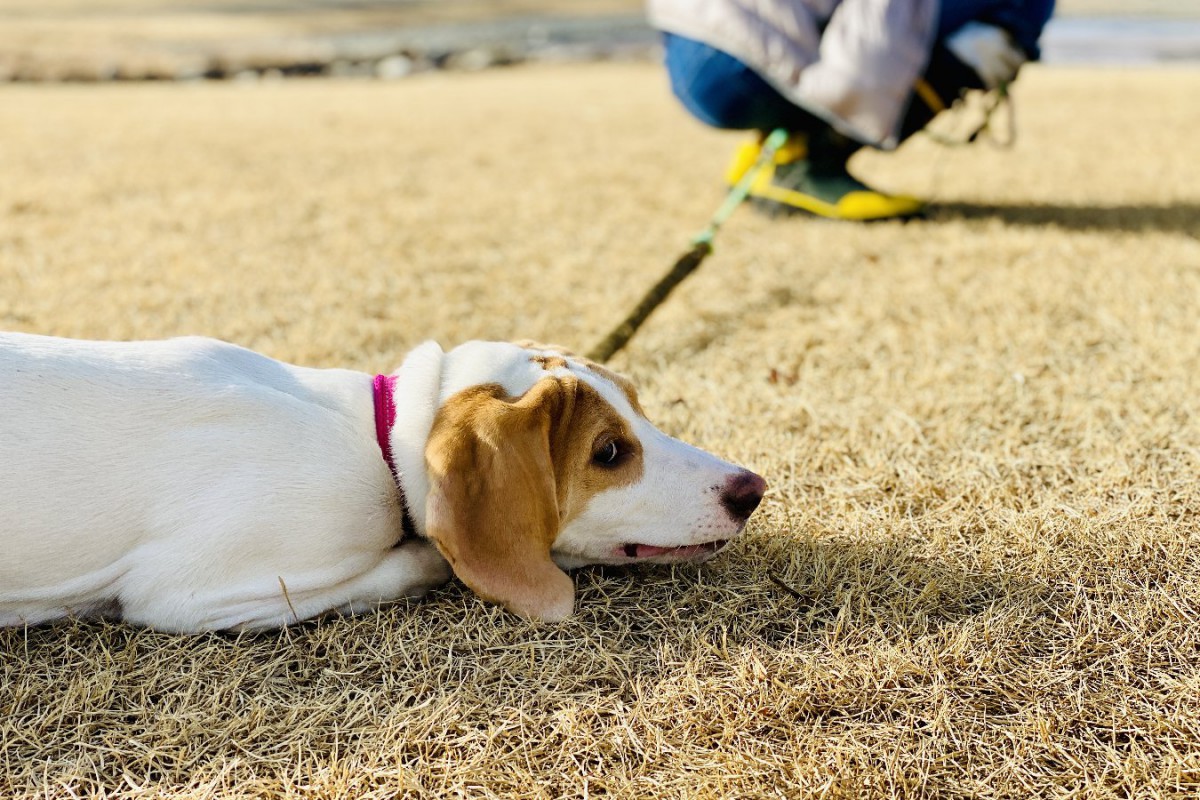 犬が散歩で『もう歩きたくない』と言っている時のサイン3選