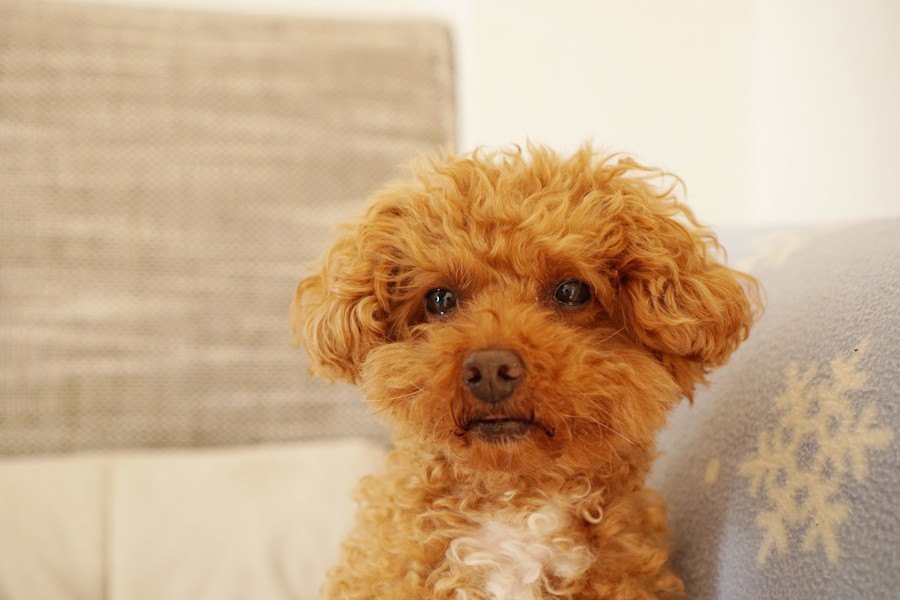 犬に対してイライラしてしまう危険性２選！本当に愛犬が悪いのかを考えてみて