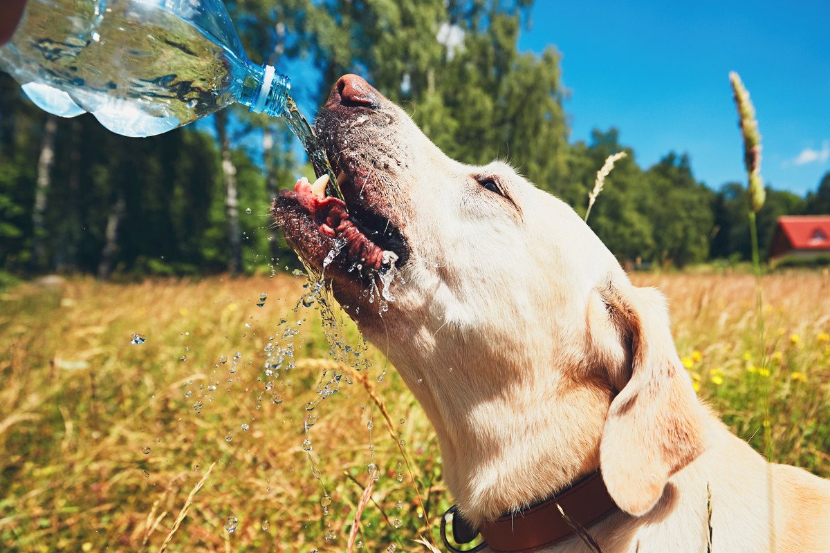 犬が夏に陥りがちな『体調不良』４選！適切な対処法と日頃からできる予防とは？