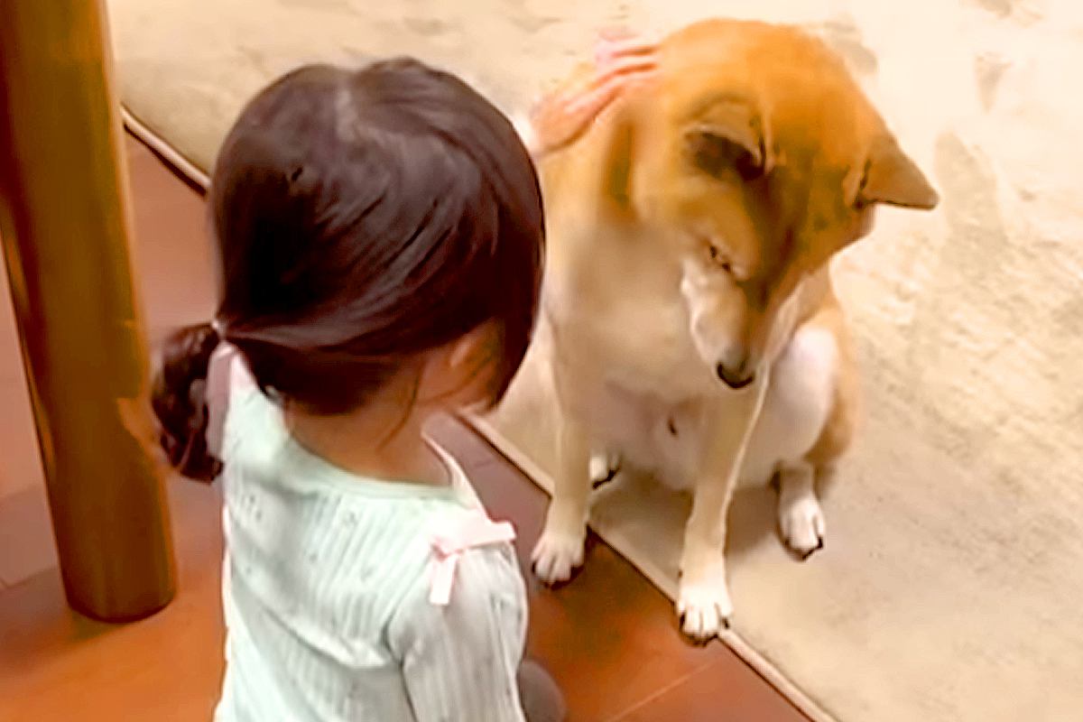 2歳の女の子を『家族』として受け入れていない犬→4年後…あまりにも違いすぎる『態度と表情』が91万再生「泣けてきた」「ふたりともえらい」