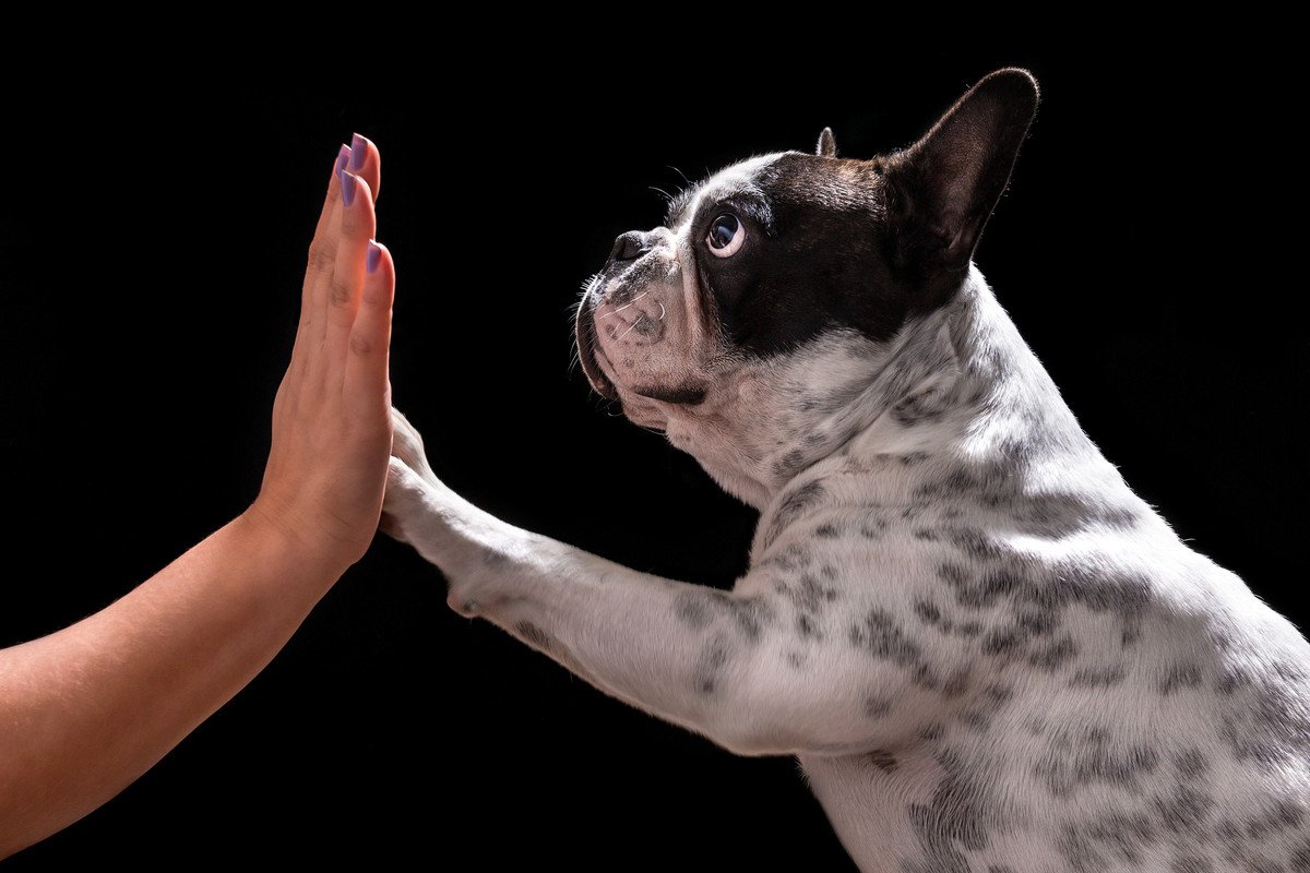 犬は『左利きが多い』って知ってた？愛犬の利き手を調べる方法は？