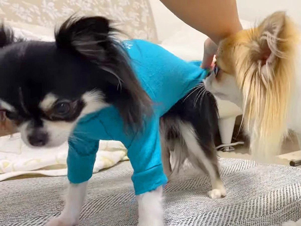 犬たちに『新しく届いたお洋服』を着せた結果…まさかの反応が3万5000再生「キレ方が可愛すぎるｗ」「隠れる姿に笑っちゃう」