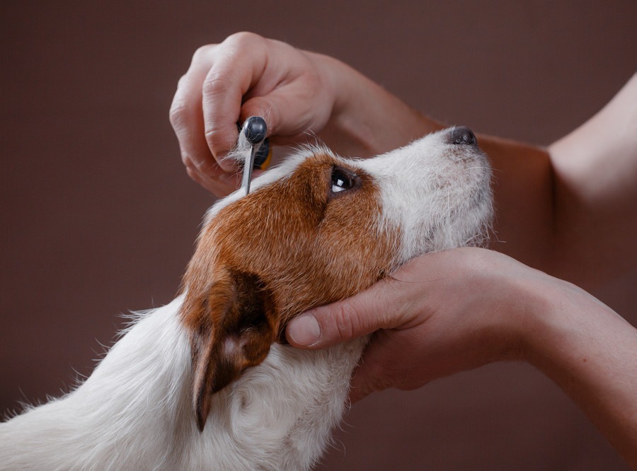 犬のブラッシングを怠ると起こる６つのこと