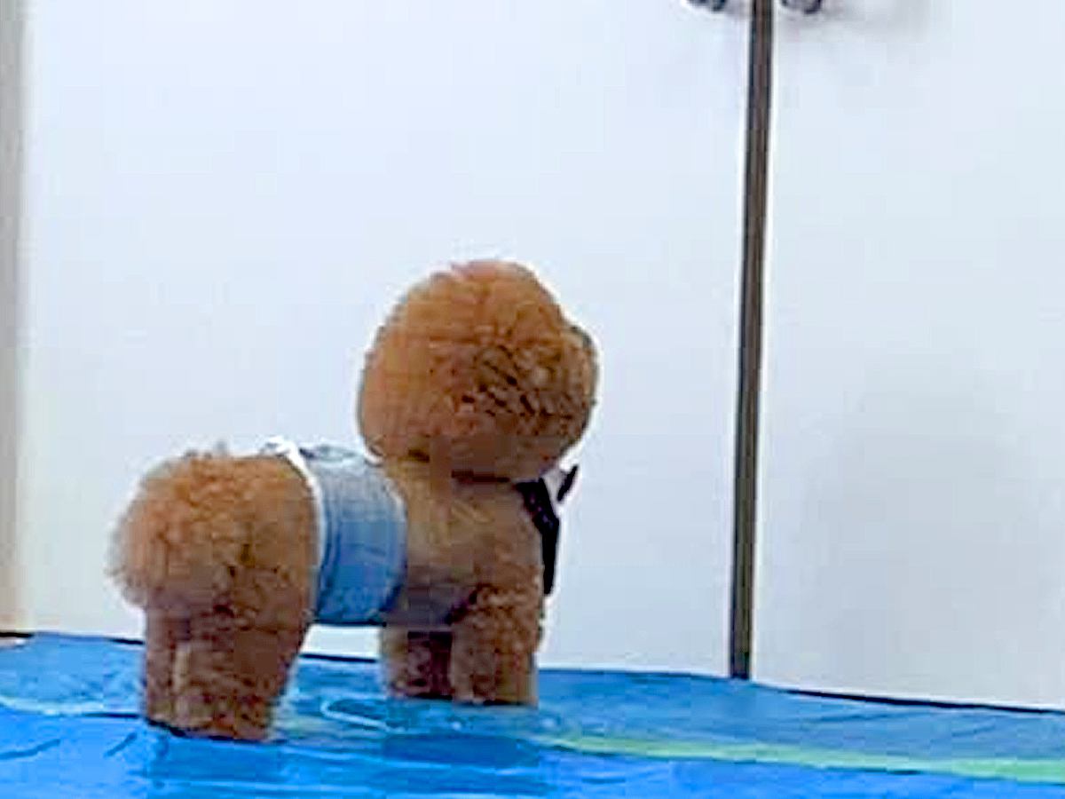 お母さんが外に出ていったら、犬がドアの前で待ち続け…想定外の展開で見せた『愛おしい反応』が42万再生「見上げてるのたまらん」「健気」