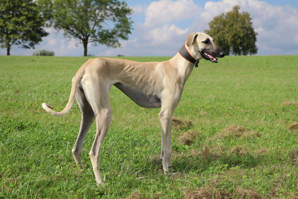スルーギ｜性格や犬種の特徴、飼い方から最新の値段相場まで解説