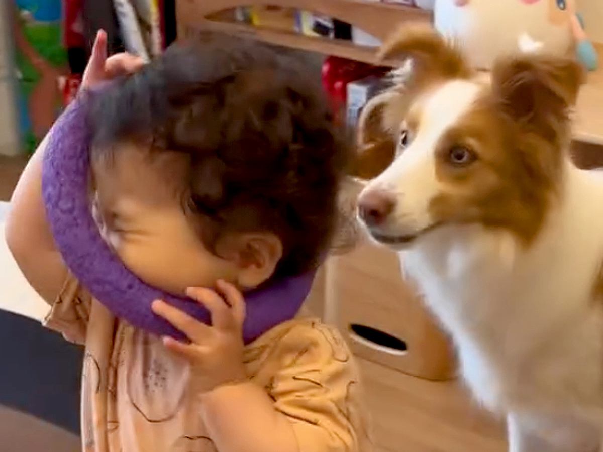 犬のおもちゃで遊ぶ小さな女の子→気付いた犬が...優しすぎる『まるで本当の兄のような行動』に反響「どっちも優しい」「思いやりだね」